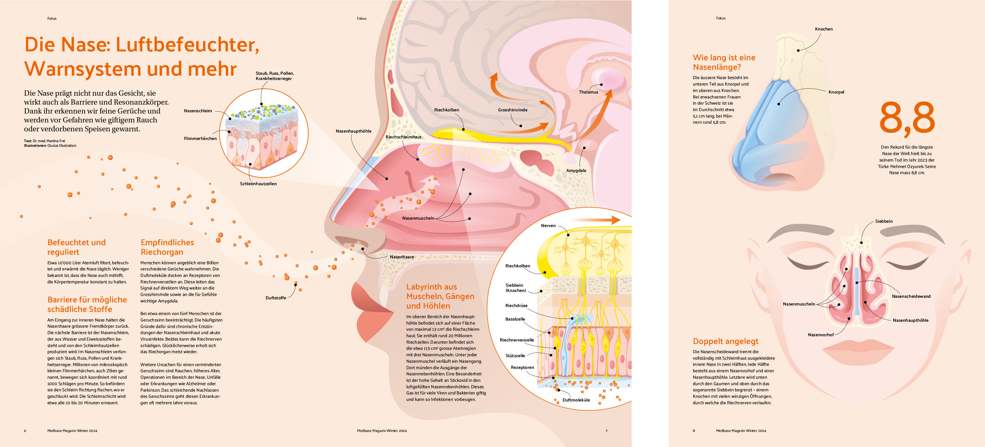 oculus-illustration-medizin-infografik-anatomie-nase