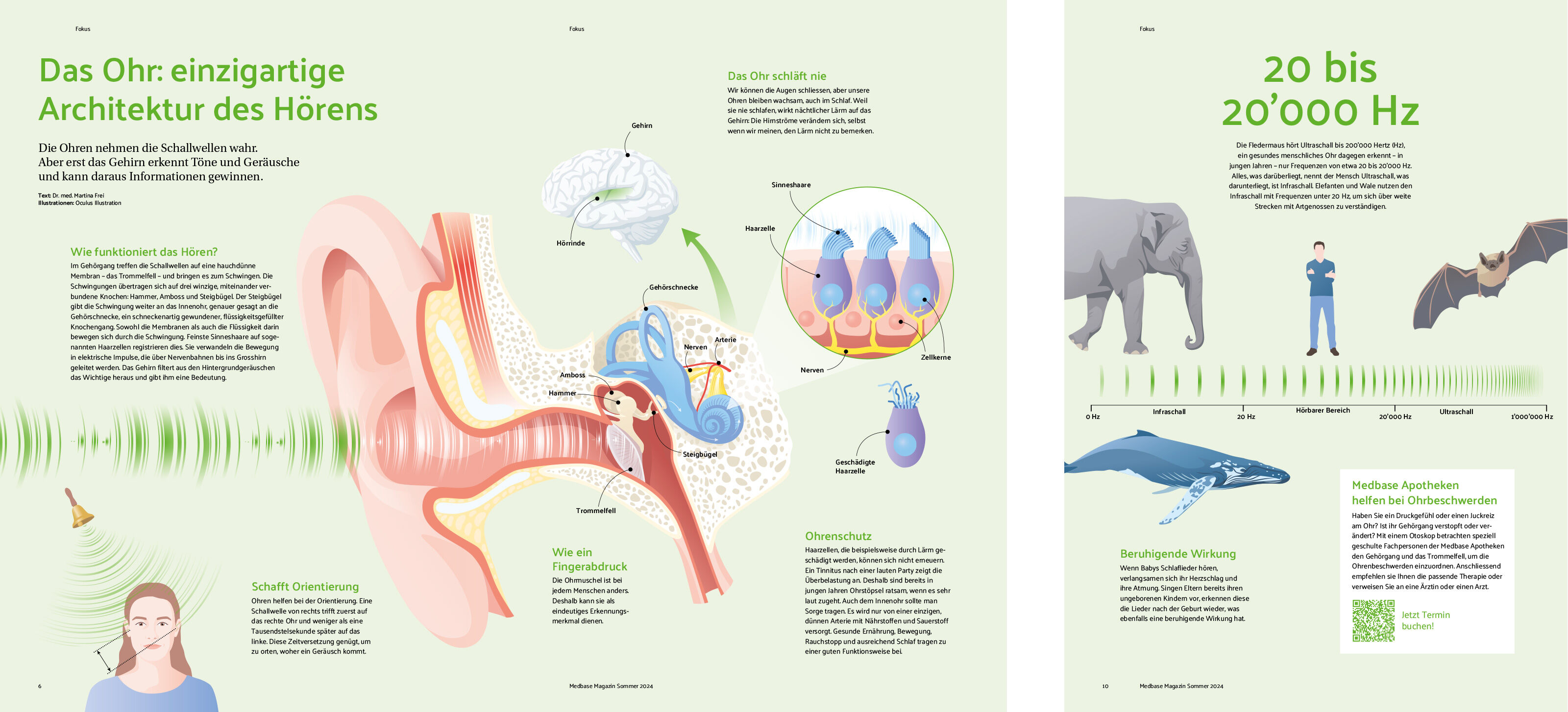 oculus-illustration-medizin-infografik-anatomie-ohr