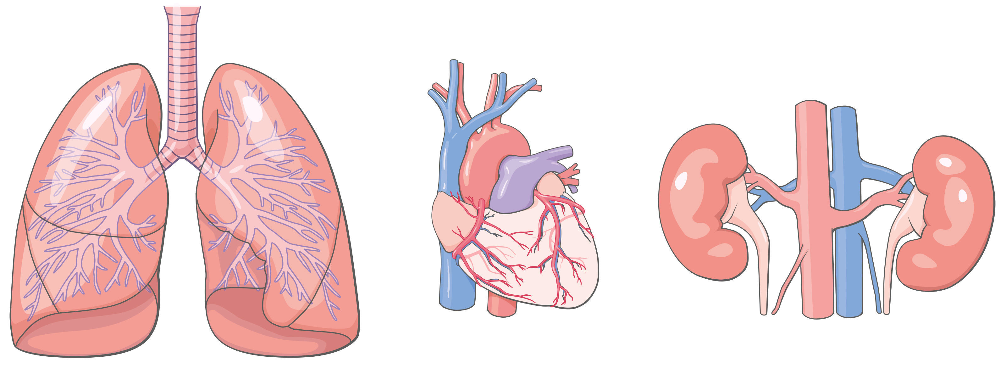 oculus-illustration-medizin-lunge-herz-nieren
