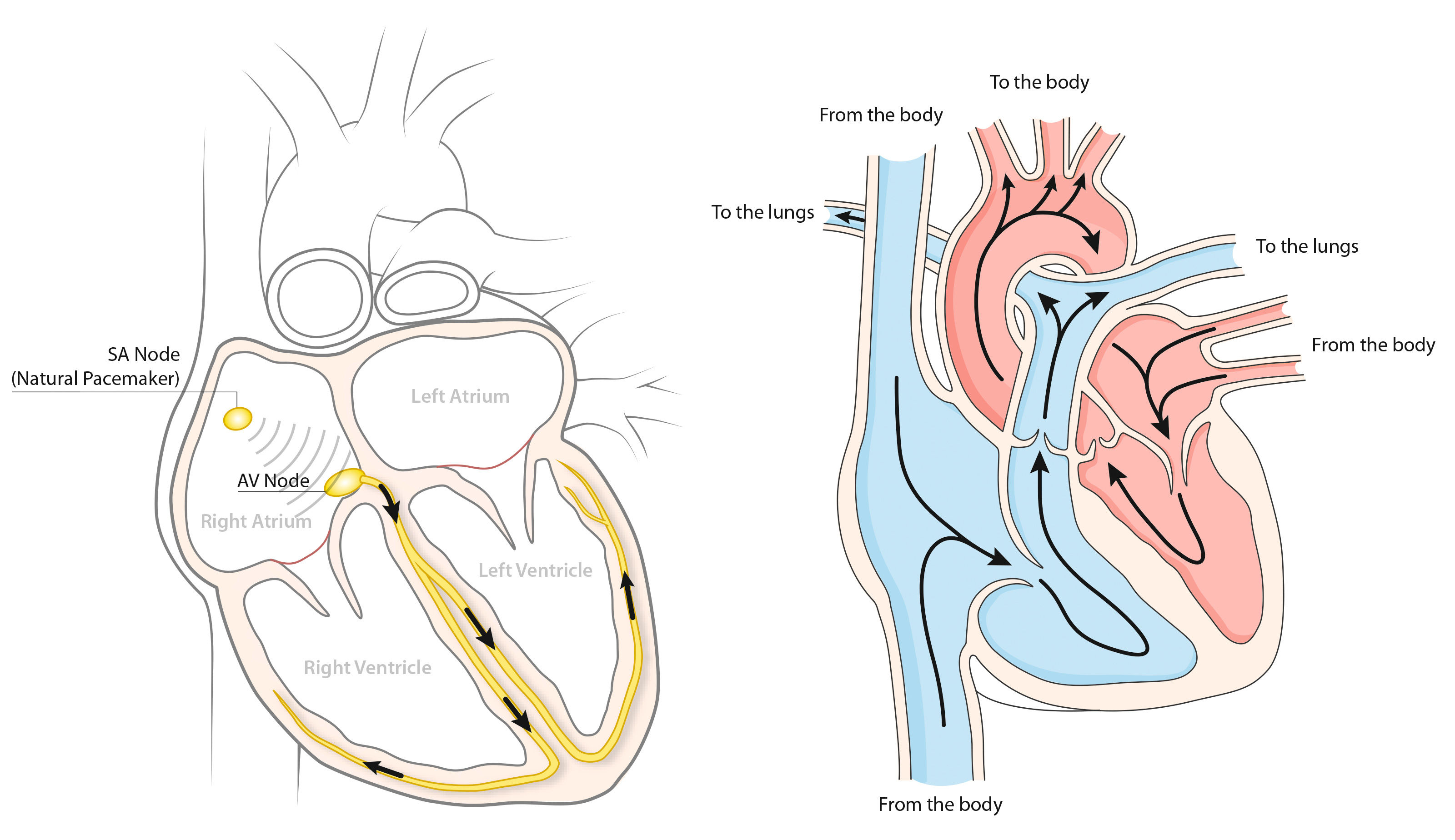 oculus-illustration-patientenbroschuere-herz-schrittmacher