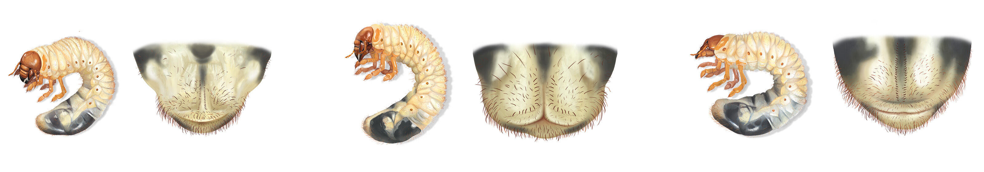 oculus-illustration-pflanzenillustration-hauert-verpackungsdesign-larven