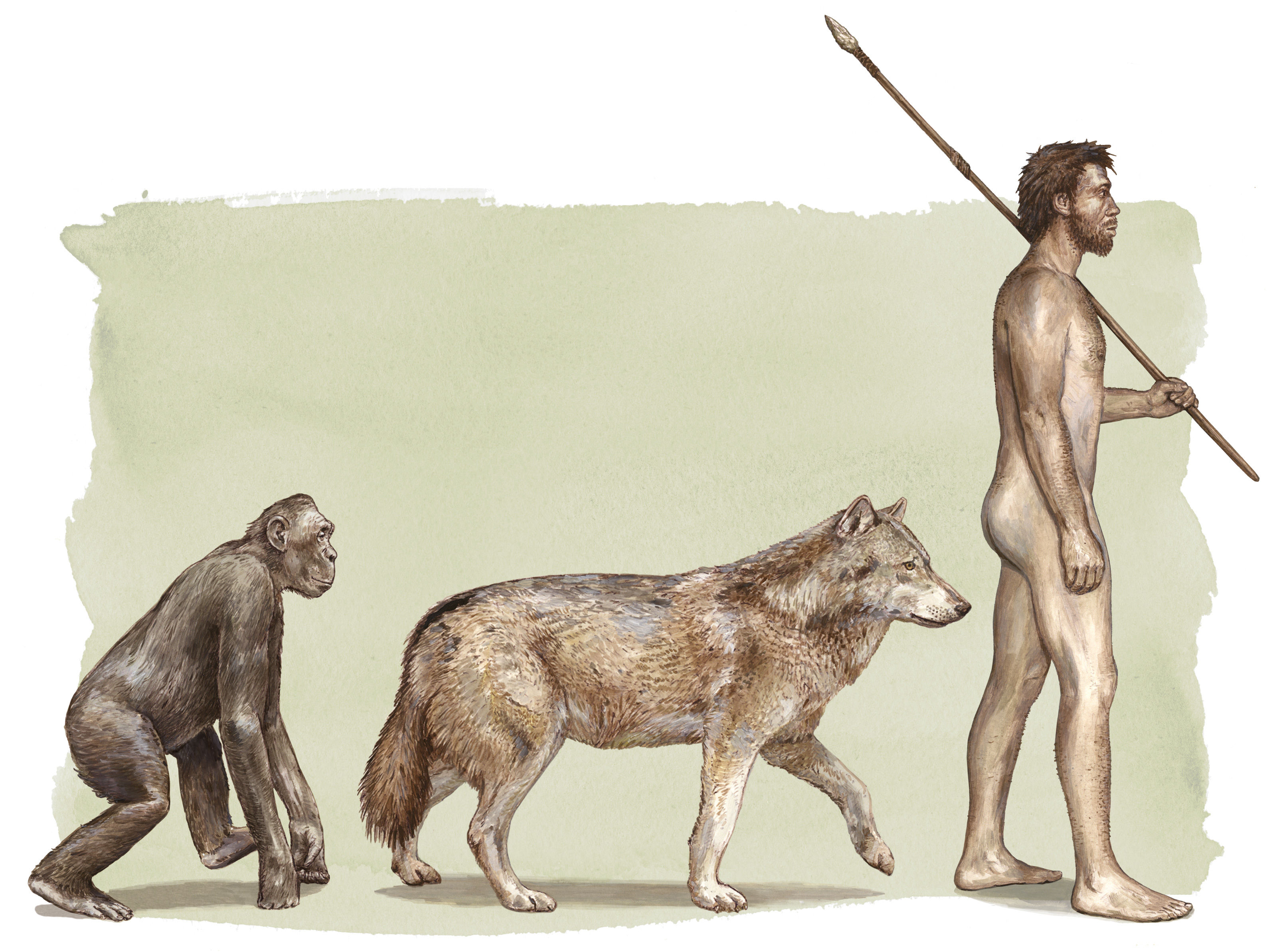 oculus-illustration-weltwoche-cover-evolution-hund