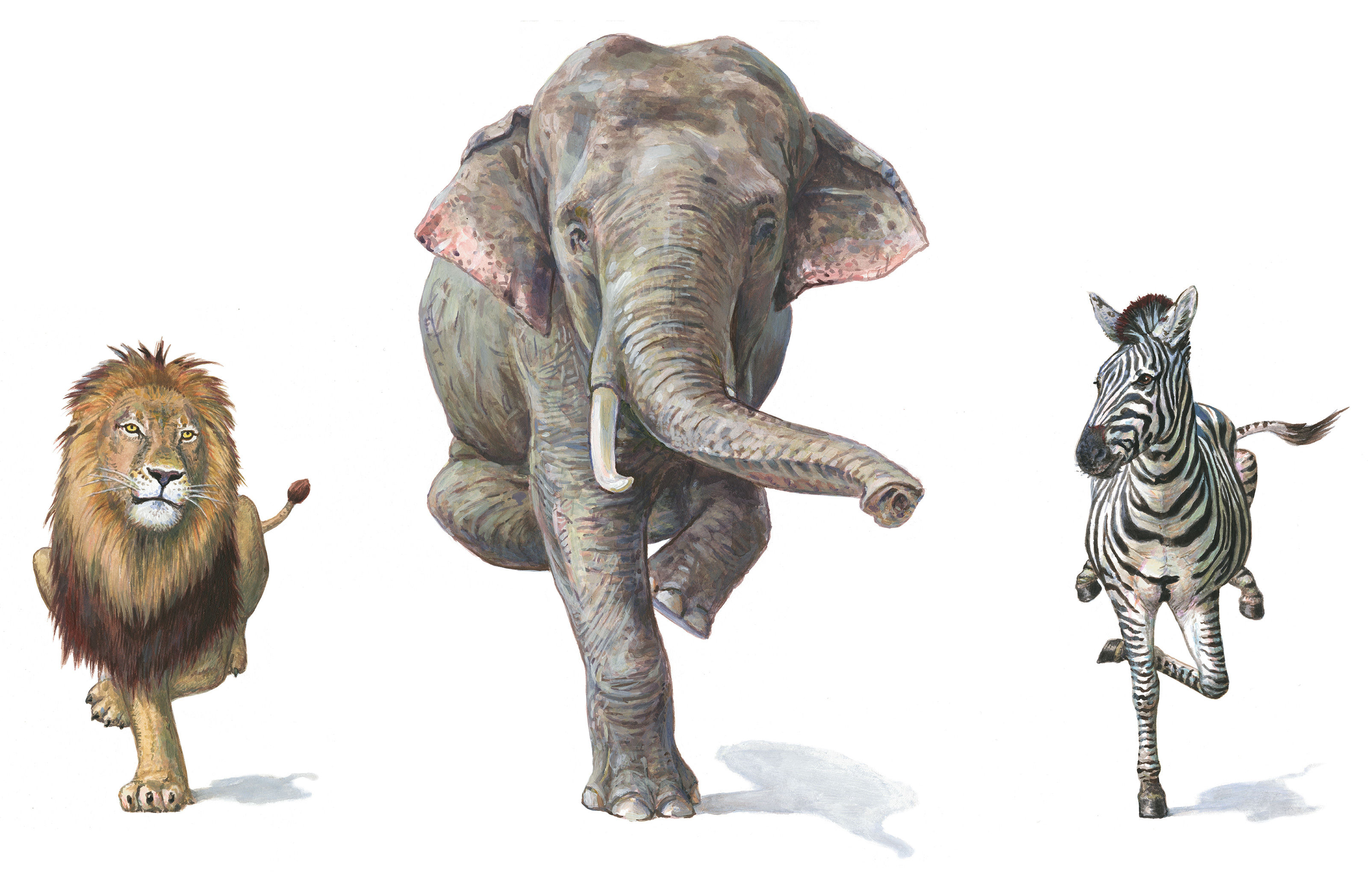 oculus-illustration-zoofaescht-loewe-elefant-zebra