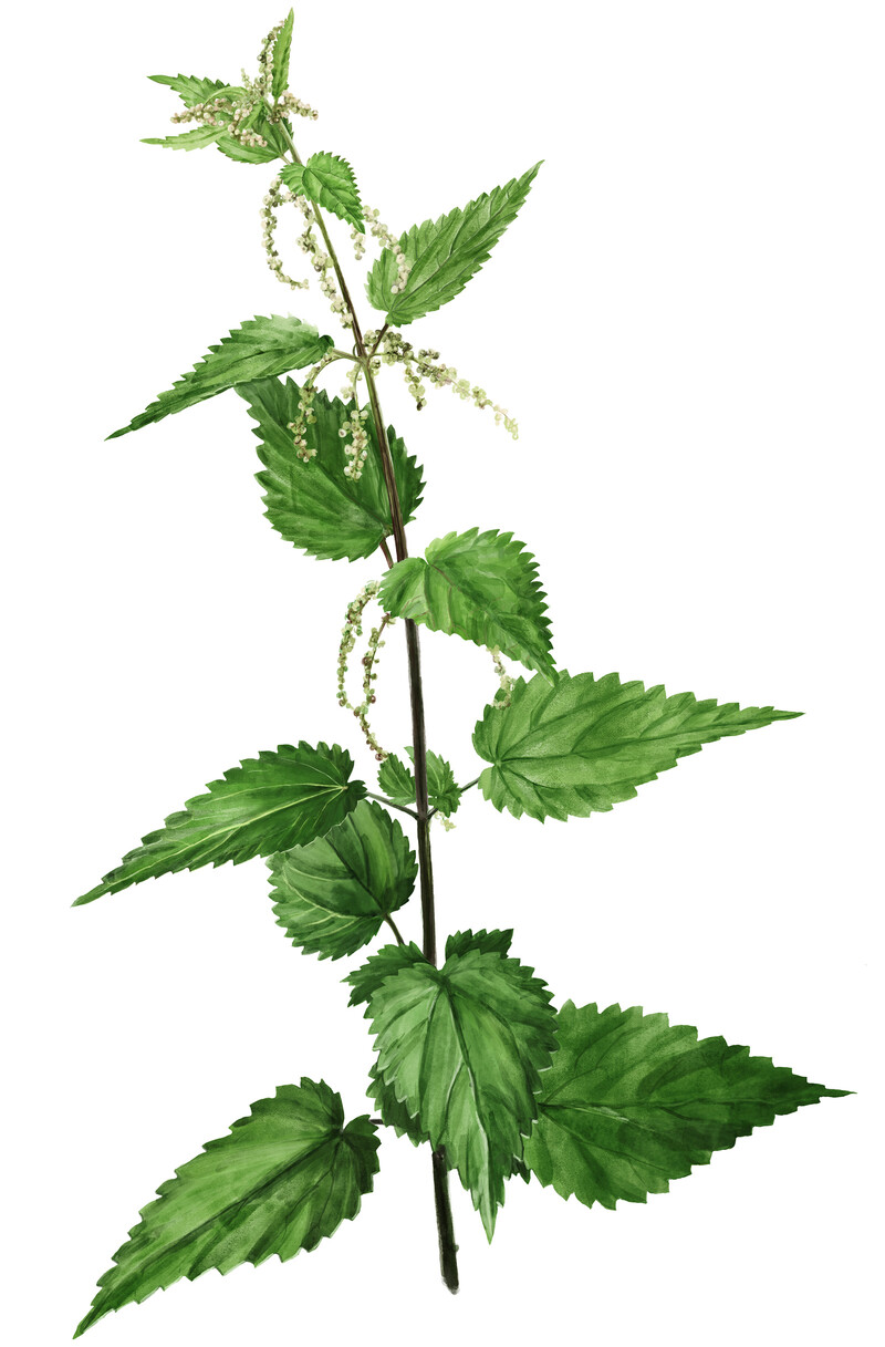 oculus-illustration-botanische-zeichnung-heilpflanze-brennnessel