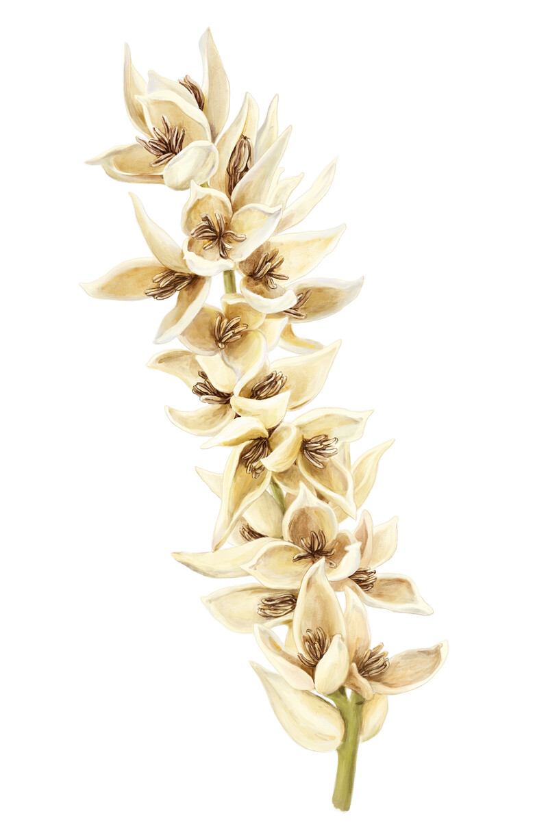 oculus-illustration-botanische-zeichnung-heilpflanze-dattelbluete
