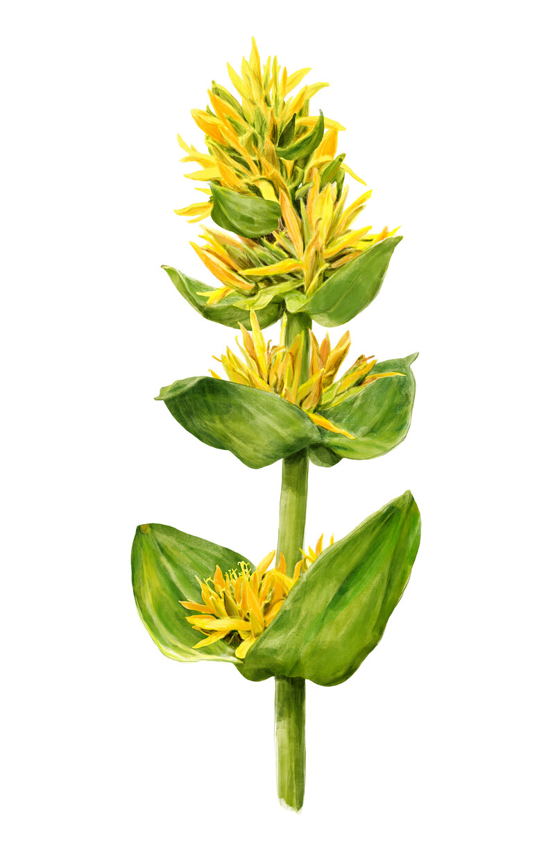 oculus-illustration-botanische-zeichnung-heilpflanze-gelber-enzian