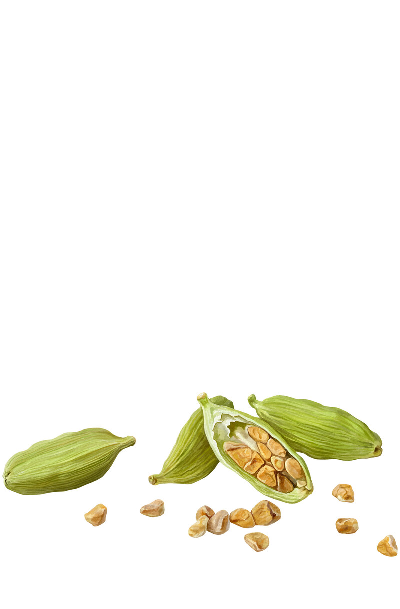 oculus-illustration-botanische-zeichnung-heilpflanze-kardamom