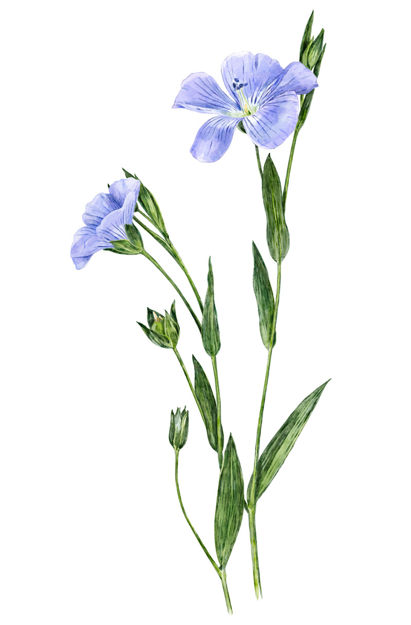 oculus-illustration-botanische-zeichnung-heilpflanze-leinbluete