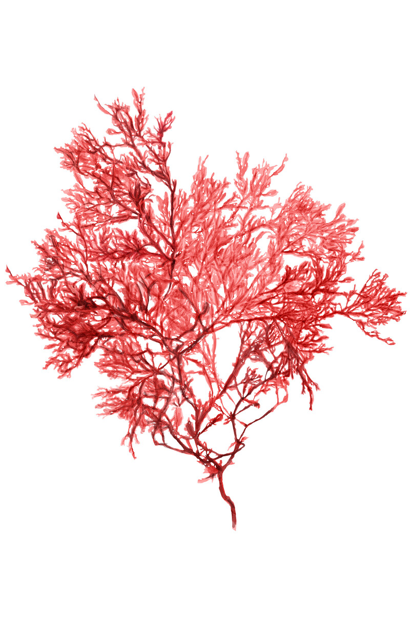 oculus-illustration-botanische-zeichnung-heilpflanze-rotalge