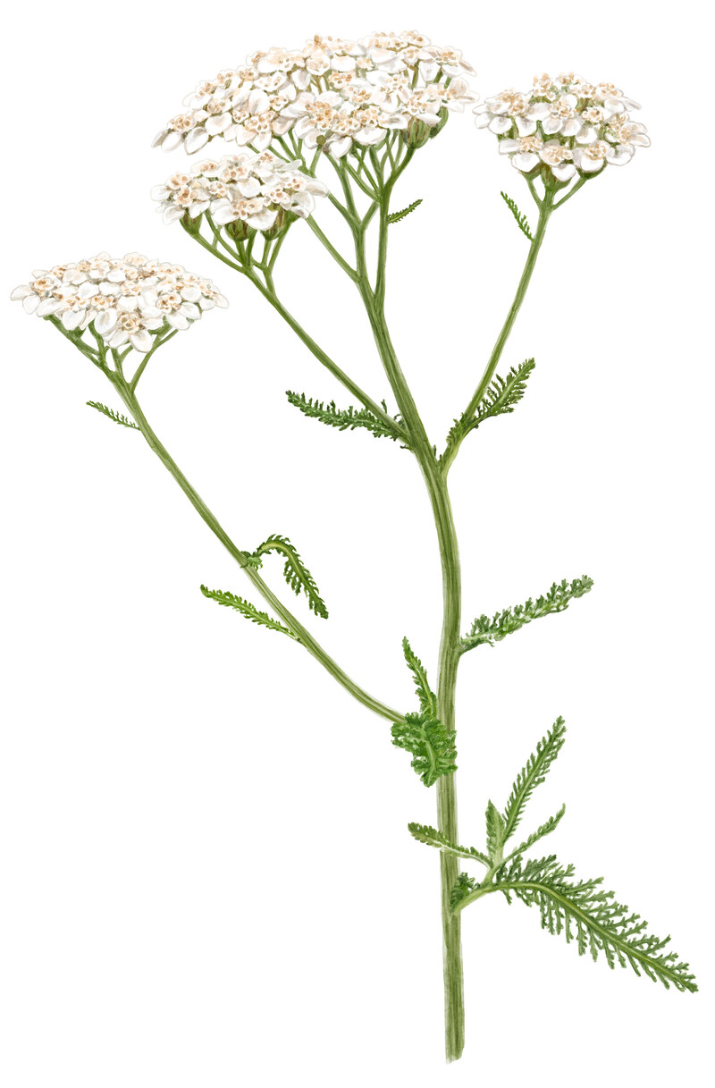 oculus-illustration-botanische-zeichnung-heilpflanze-schafgarbe