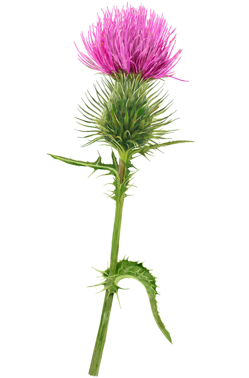 oculus-illustration-botanische-zeichnung-heilpflanze-silybum-marianum-mariendistel