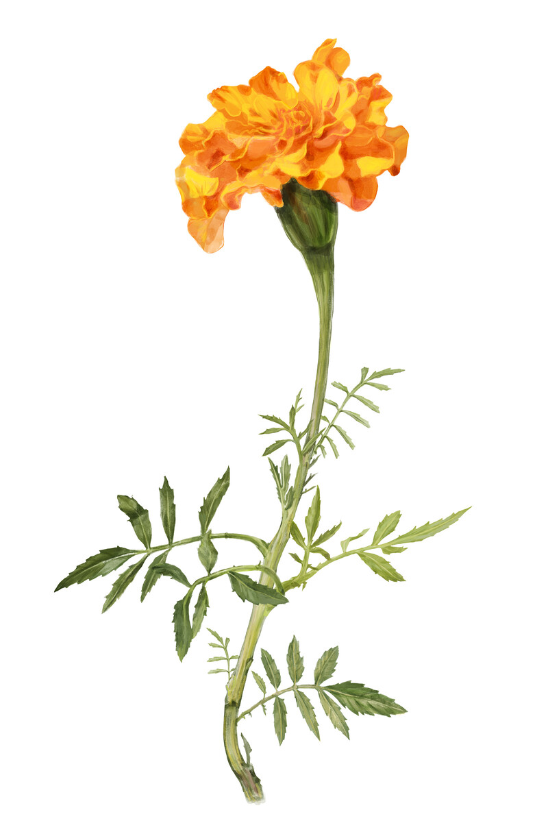 oculus-illustration-botanische-zeichnung-heilpflanze-tagetes