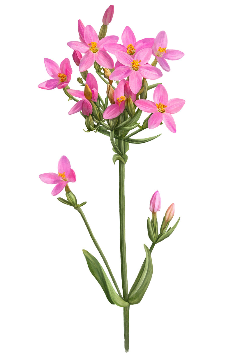 oculus-illustration-botanische-zeichnung-heilpflanze-tausendgueldenkraut