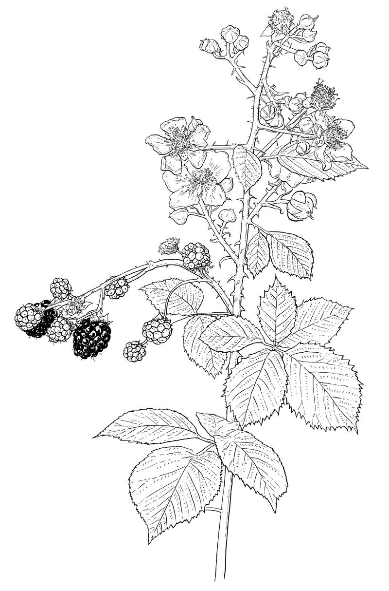 oculus-illustration-mundart-woerterbuch-gaggalaariplatz-brombeeren
