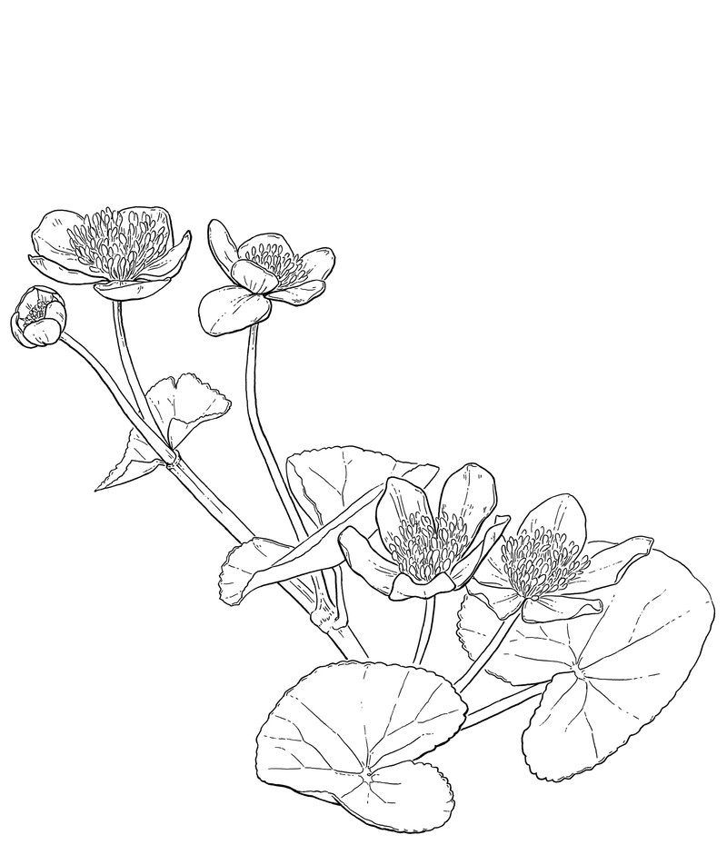 oculus-illustration-mundart-woerterbuch-gaggalaariplatz-dotterblume