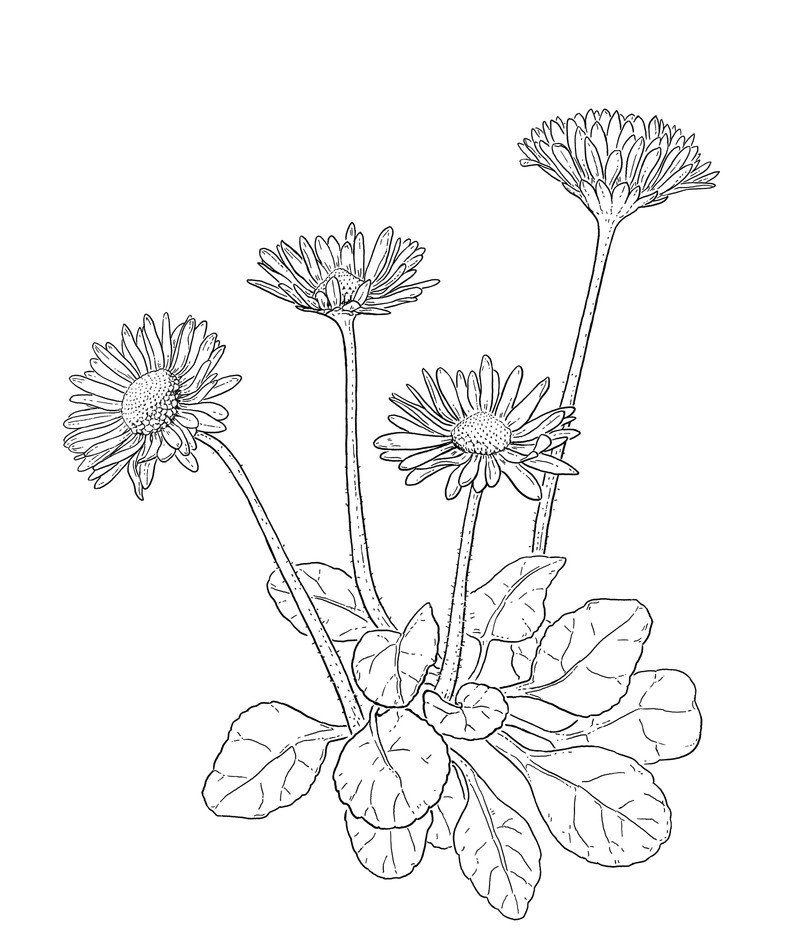oculus-illustration-mundart-woerterbuch-gaggalaariplatz-gaensebluemchen