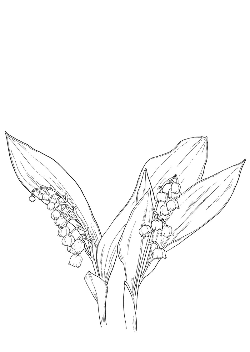 oculus-illustration-mundart-woerterbuch-gaggalaariplatz-maigloeckchen